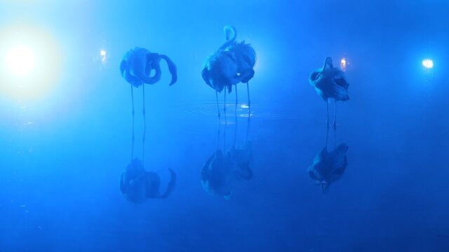 a group of flamingos standing in water