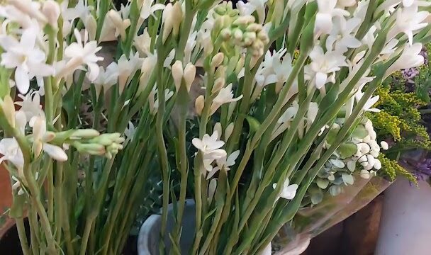 a group of white flowers in white vases