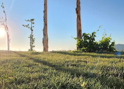 a wooden structure in a grassy area