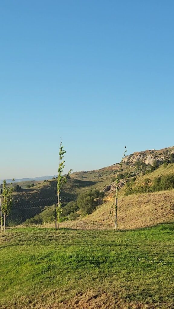 a group of trees in a grassy field