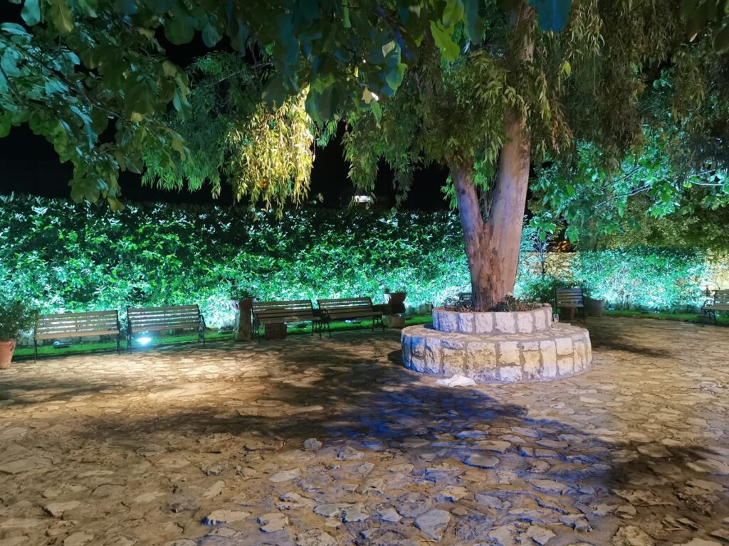 a tree in a park at night