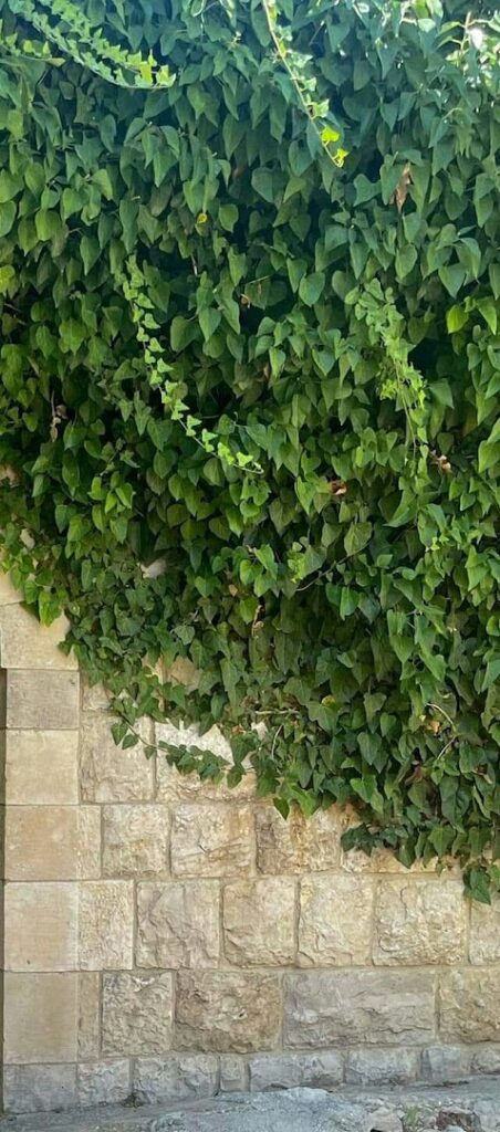 a green ivy growing on a stone wall