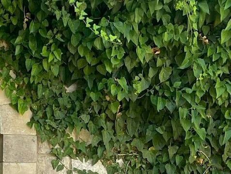 a green ivy growing on a stone wall