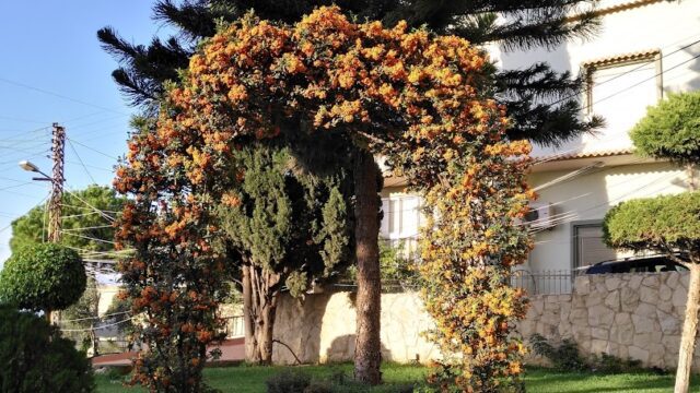 a garden with a tree and a building