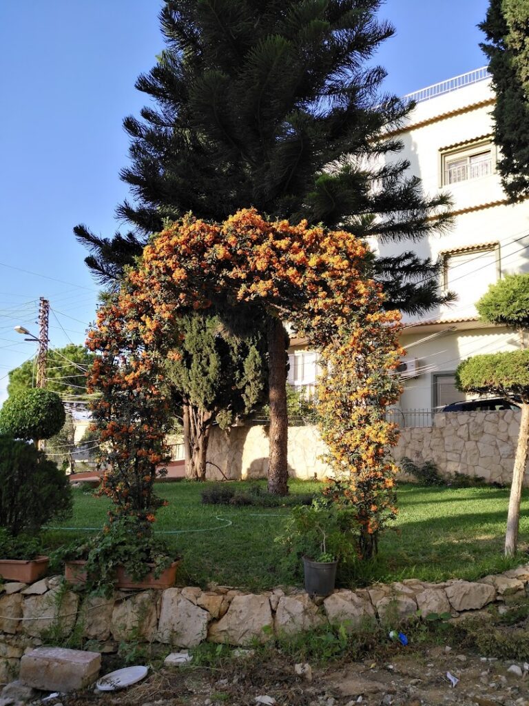 a garden with a tree and a building