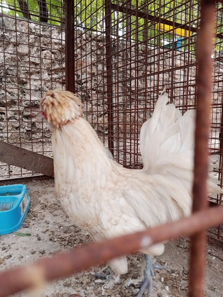 A white chicken in a cage at Bmehrine | Byblos Nature | Cassia | The INN.
