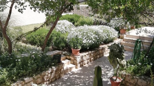 a garden with plants and trees