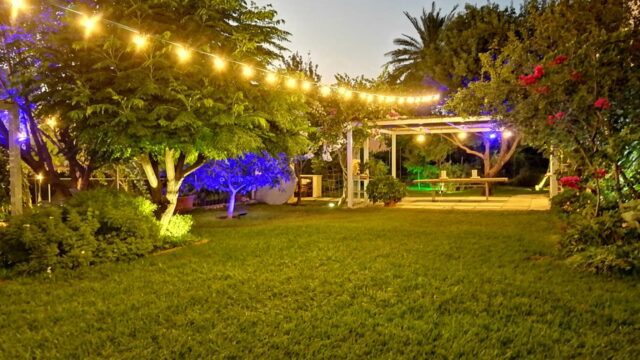 a backyard with lights and trees